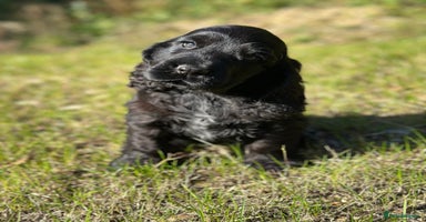 Cocker Spaniel dogs - Advert 6