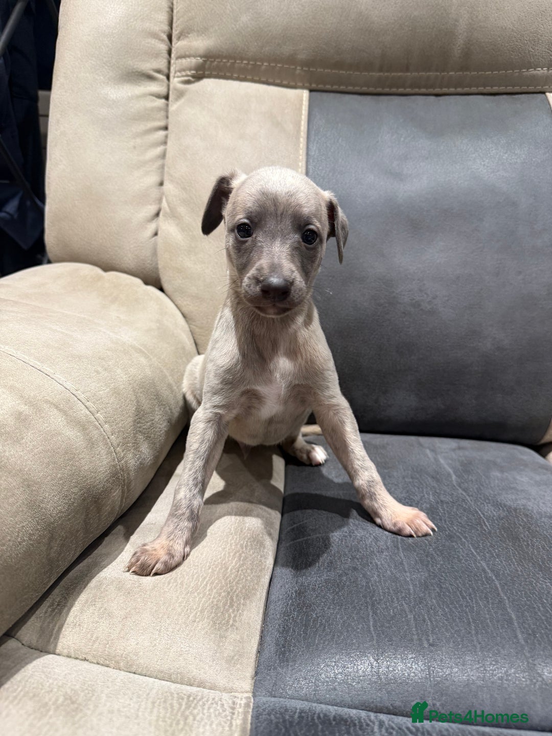 Whippet dogs for sale: Kc whippet puppies 0ne lovely blue boy available  - Image 11