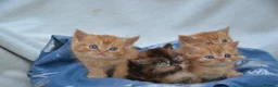 Persian cats for sale: Adorable Persian Kittens! in Edinburgh - Advert 1