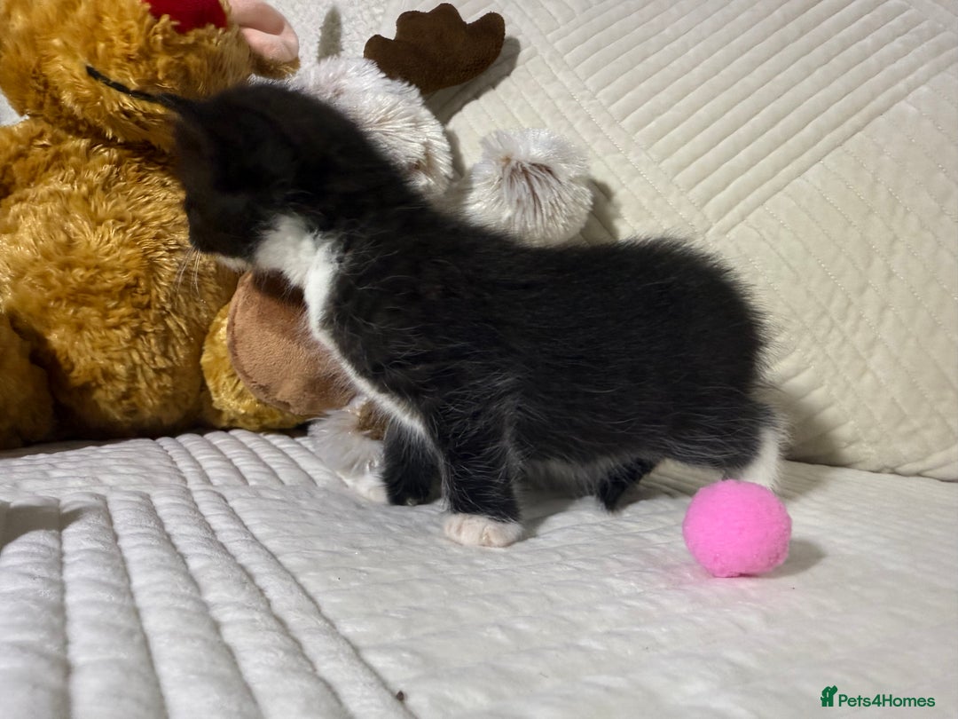 Mixed Breed cats for sale: Beautiful Ragdoll mixed kittens for Sale  - Advert 23