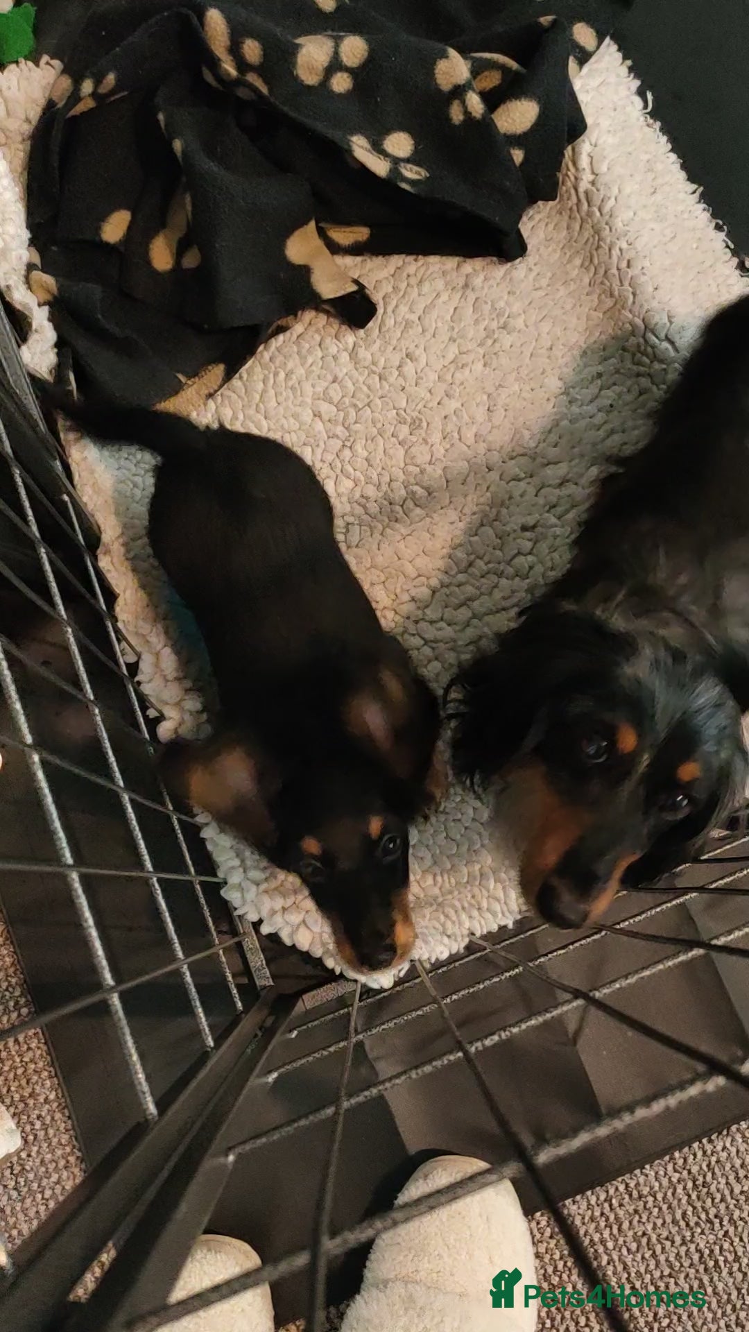 Miniature Dachshund dogs for sale: Handsome quality long haired male available  - Image 18