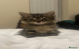 Mixed Breed cats for sale: Kitten available  - Image 2