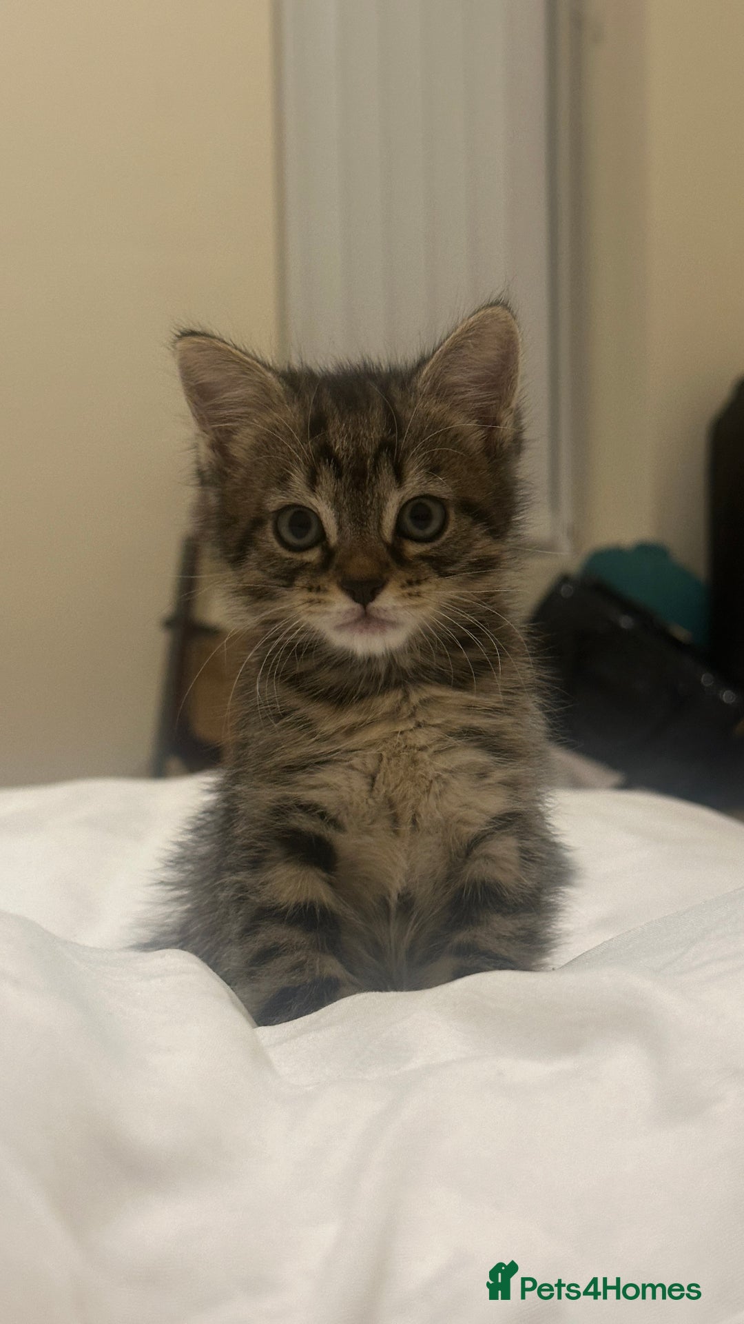 Mixed Breed cats for sale: Kitten available  - Image 2
