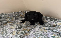 Cocker Spaniel dogs for sale: REDUCED KC Cocker Spaniel Boy £700 - Image 10