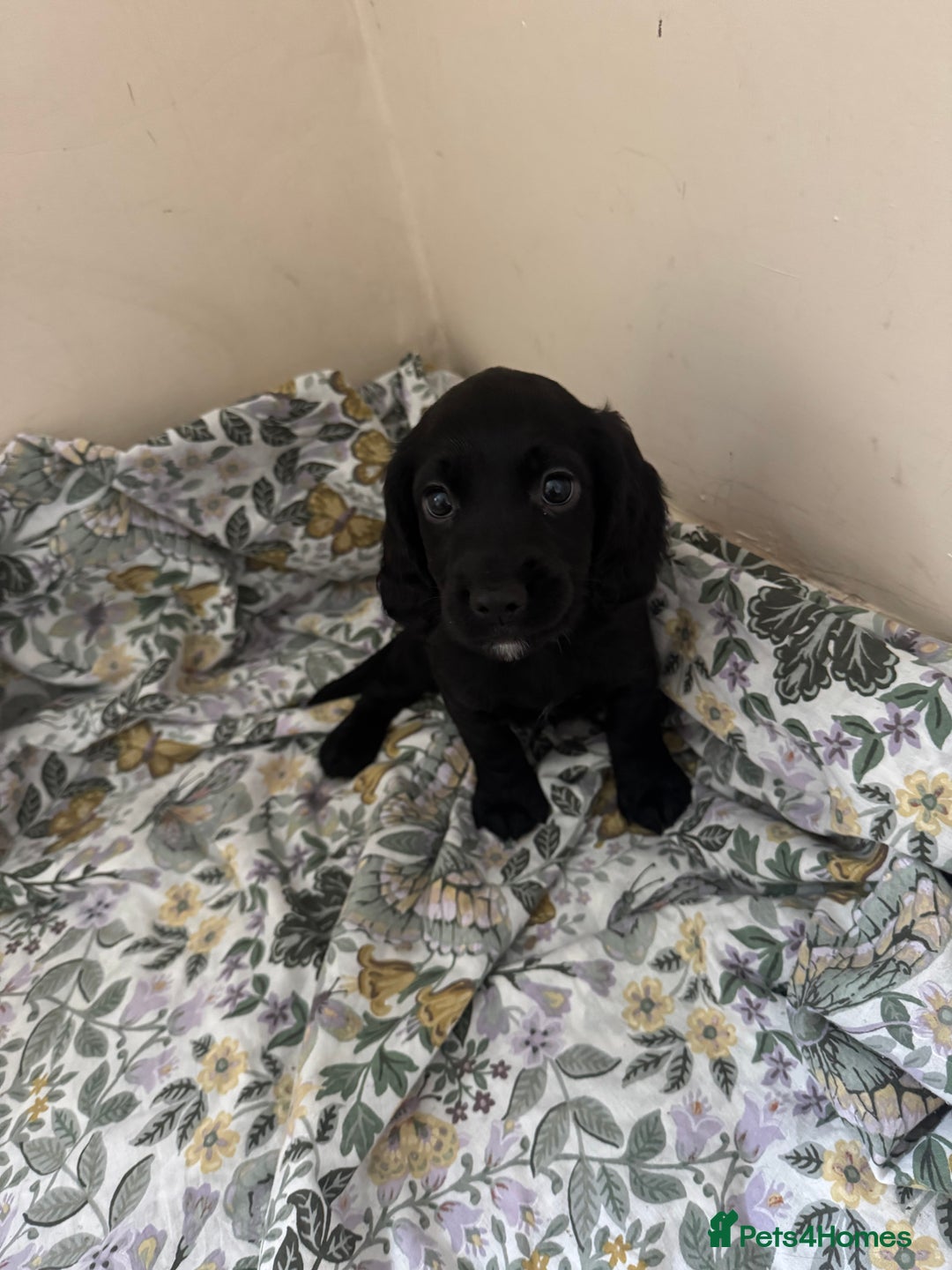 Cocker Spaniel dogs for sale: REDUCED KC Cocker Spaniel Boy £700 - Image 10