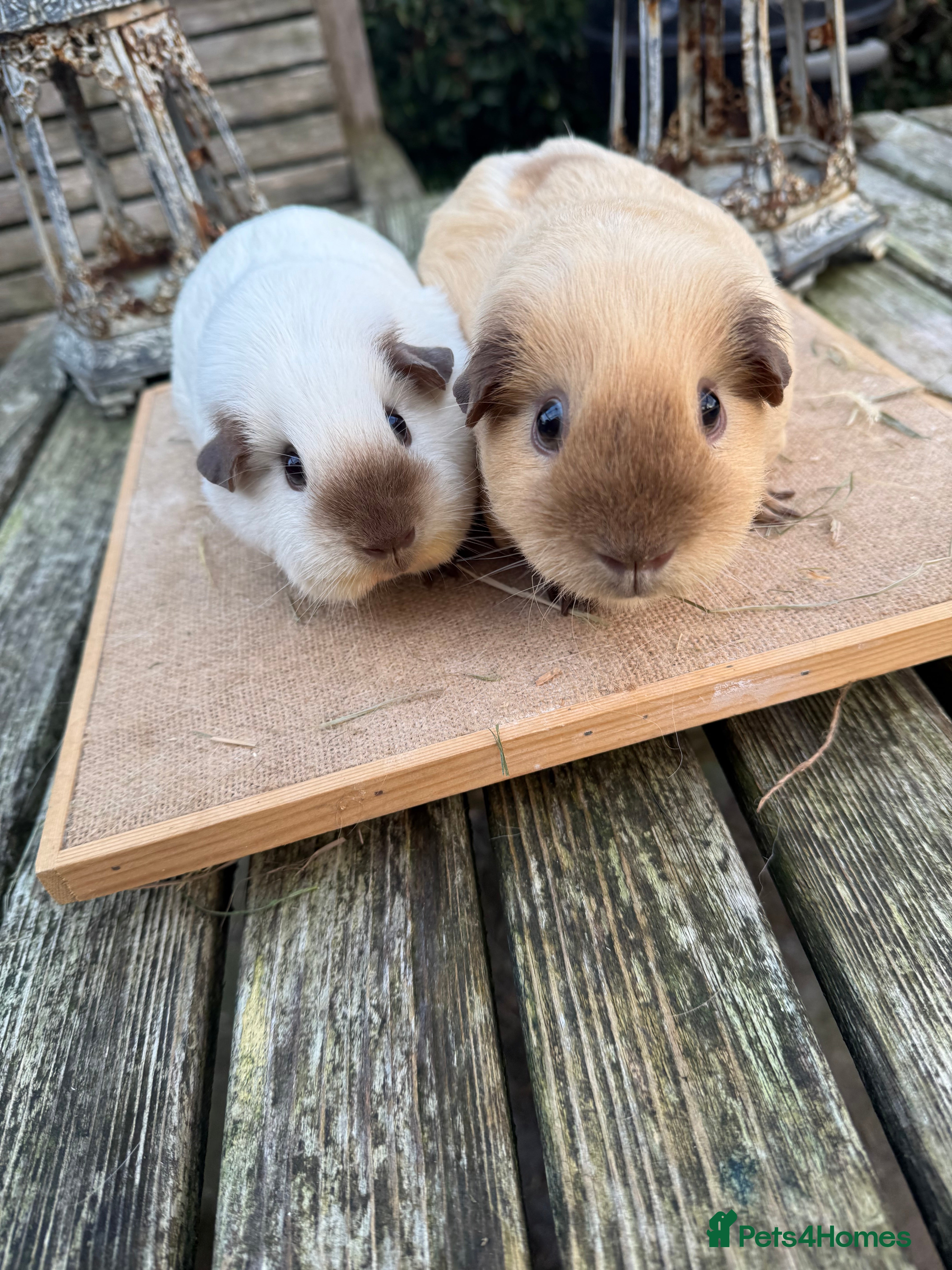 Guinea Pig rodents Pure bred California & Swiss guineapigs  - Advert 1