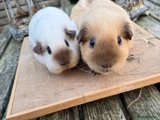 Guinea Pig rodents Pure bred California & Swiss guineapigs - Advert 15