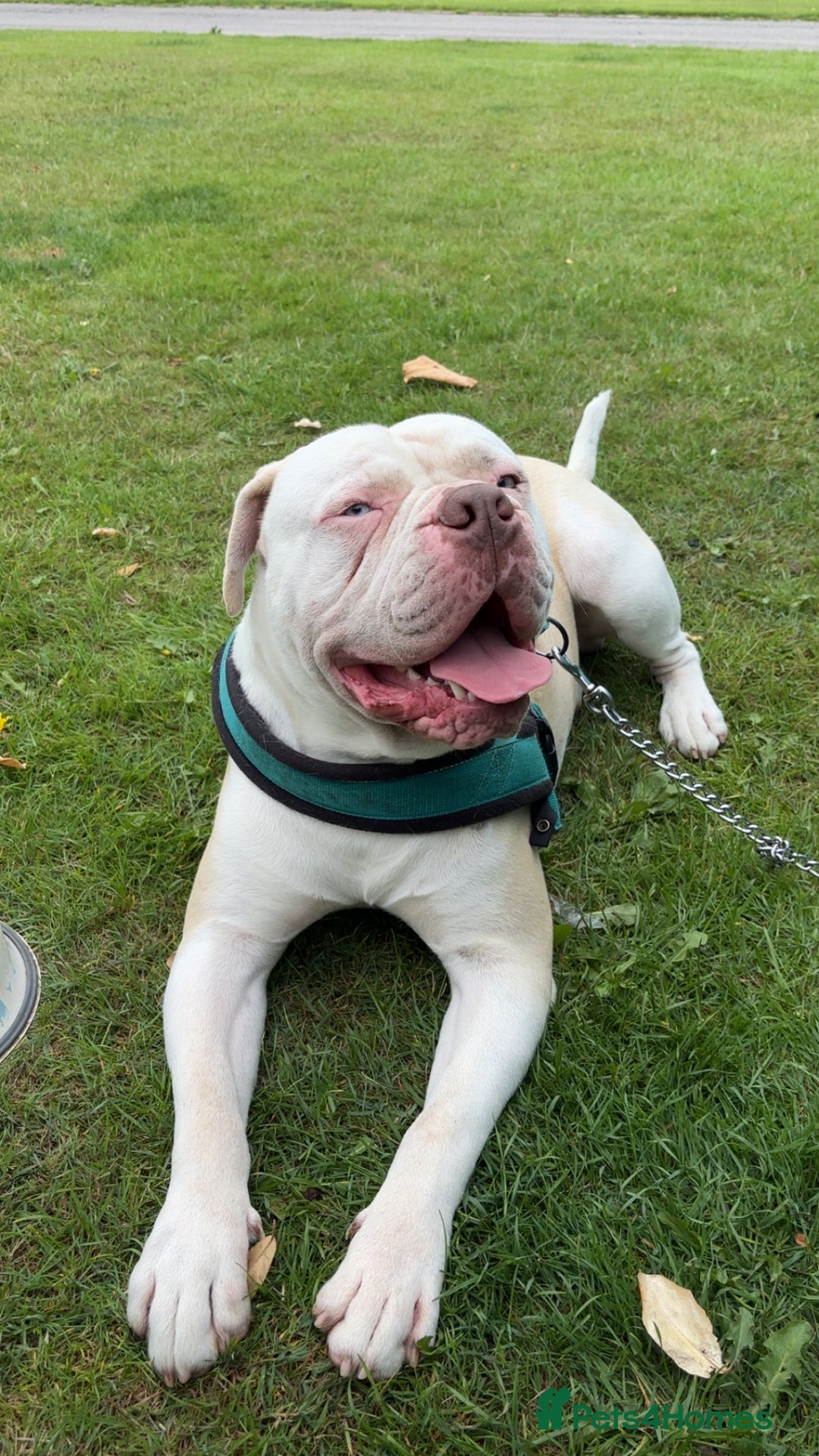 Alapaha Blue Blood Bulldog dogs for sale: Alpha bull dog  - Image 2