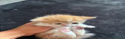 Mixed Breed cats for sale: Ready now adorable kittens - Advert 6
