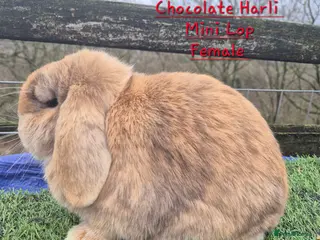 Mini Lop rabbits Beautiful Mini Lop adults - Advert 4