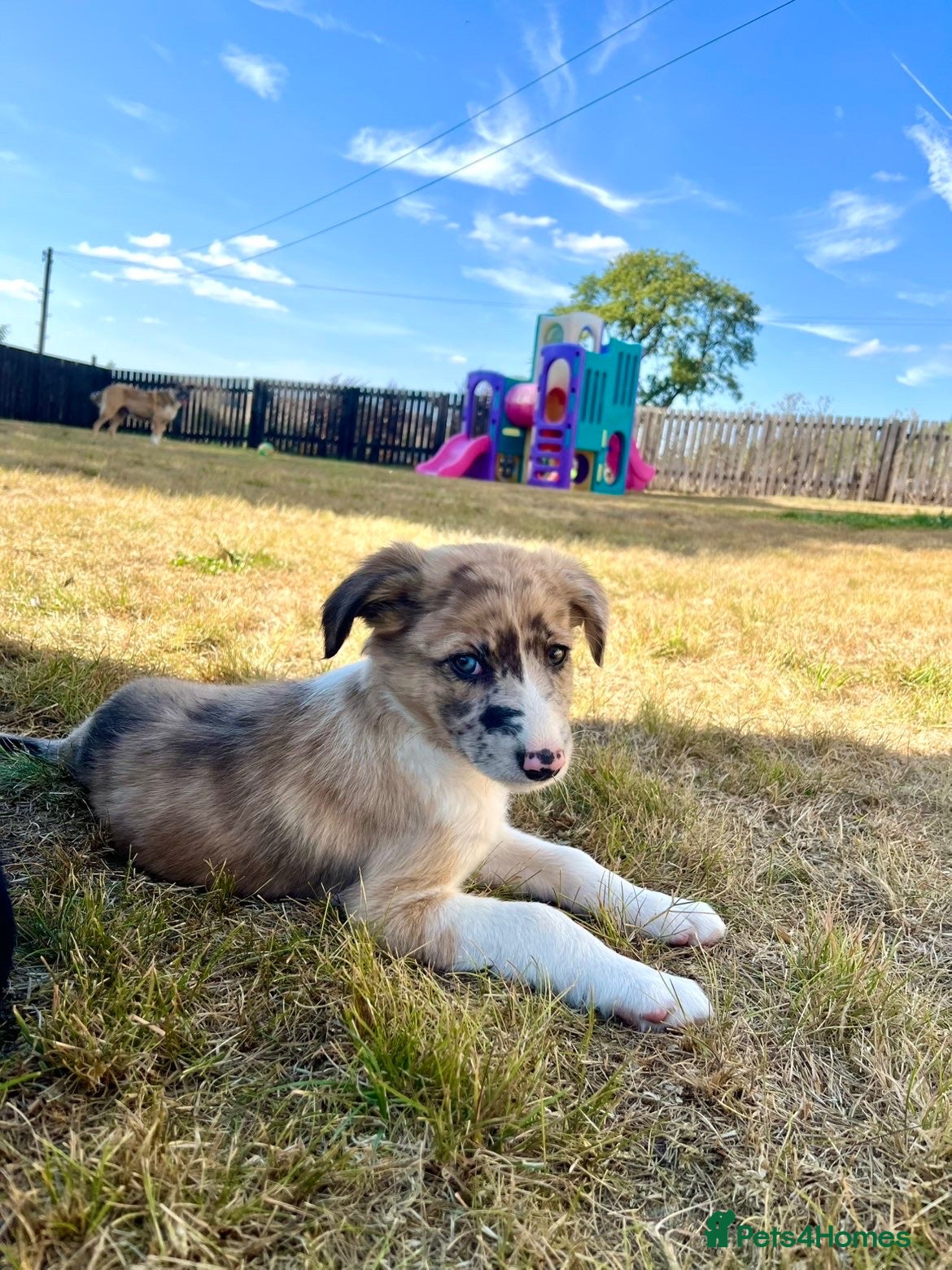 Border Collie dogs Gorgeous collie pups - ready to go 🏡 🩷 - Advert 1