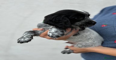 Cocker Spaniel dogs - Advert 6