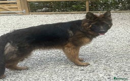 German Shepherd dogs for sale: German shepherd gorgeous girl in Gravesend - Image 1