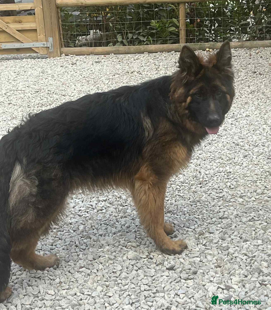 German Shepherd dogs for sale: German shepherd gorgeous girl in Gravesend - Image 1