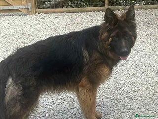 German Shepherd dogs in Gravesend - Advert 4