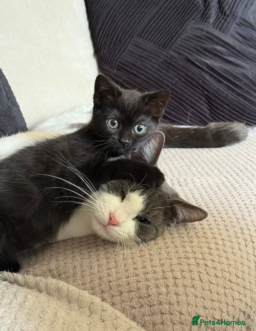 Domestic Shorthair cats 1 Male and 1 Female kitten they come as a pair ❤️ - Advert 11