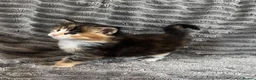 Maine Coon cats for sale: 2 beautiful Maine coon kittens - Advert 18