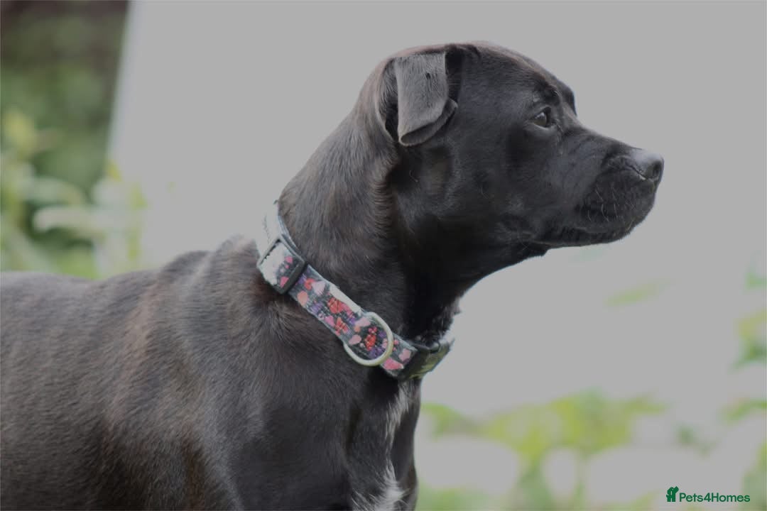 Mixed Breed dogs Patterdale terrier cross puppies  - Advert 3