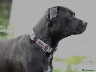 Mixed Breed dogs Patterdale terrier cross puppies - Advert 3