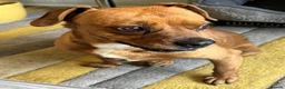 Mixed Breed dogs for adoption: Sweet Todor looking for LOVE - Advert 4