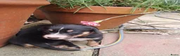 Mixed Breed dogs for sale: Gorgeous active kelpie x collie pups in Waterlooville - Advert 27