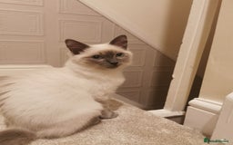 Ragdoll cats for sale: Ragdoll Male Cat - Image 1