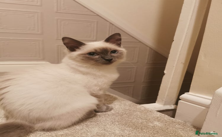 Ragdoll cats - Advert 2