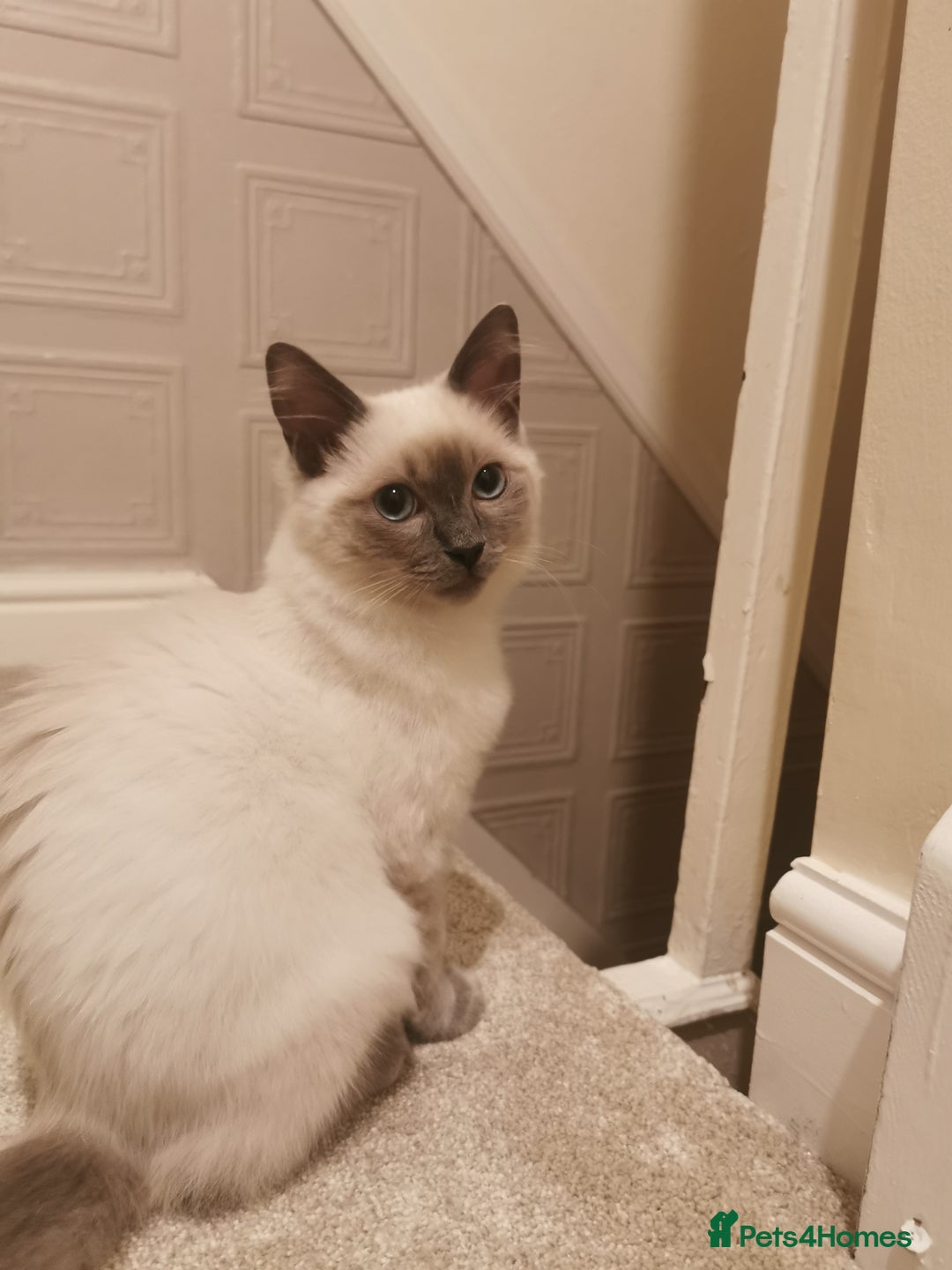 Ragdoll cats for sale: Ragdoll Male Cat - Image 1