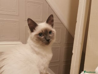 Ragdoll cats - Advert 33