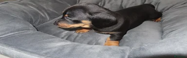 Black & Tan – Male