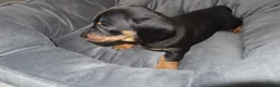 Miniature Dachshund dogs for sale: 5 Miniature Dachshund Puppies - Advert 15