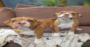 Olde English Bulldogge dogs - Advert 10