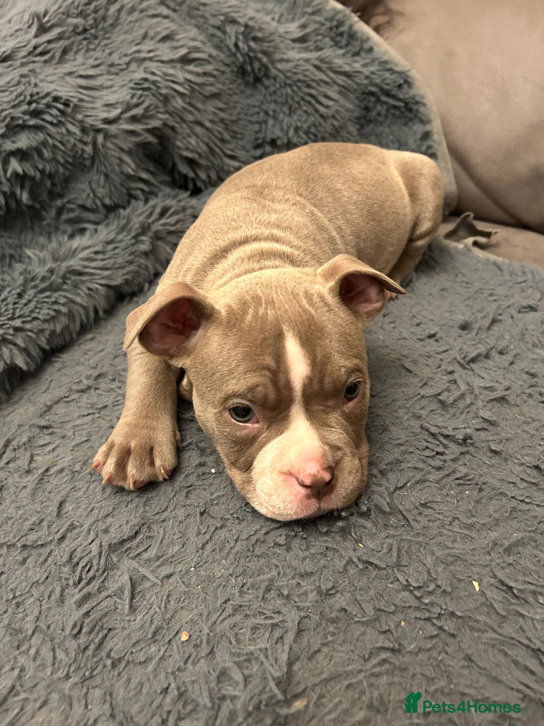American Bully dogs for sale: 🐾 ABKC Registered Micro/Pocket Bully Puppies! 🐾 - Advert 16