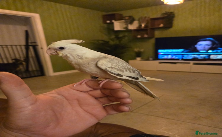 Cockatiels birds - Advert 1