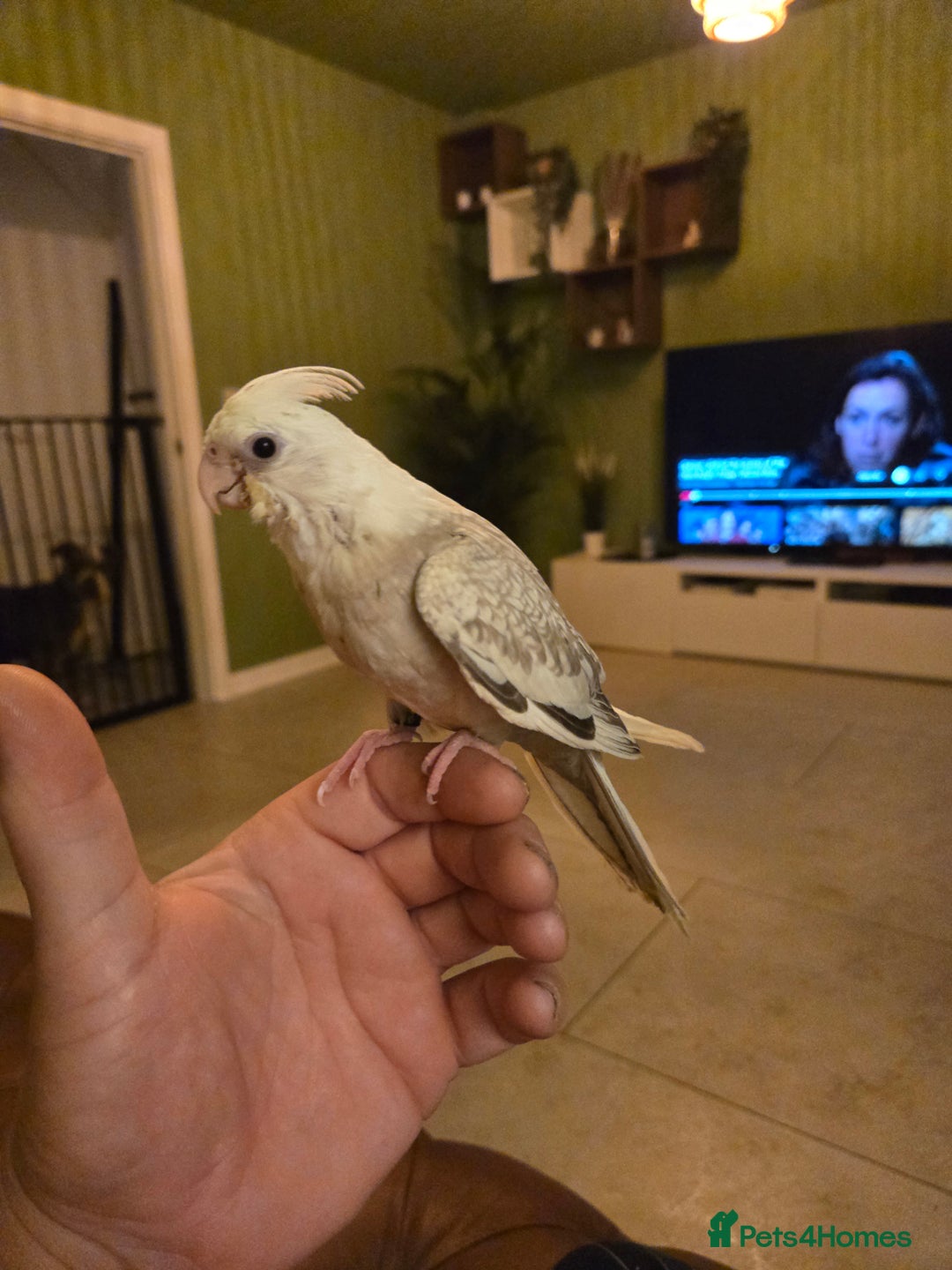 Cockatiels birds for sale: Hand reared cockatiels - Image 1