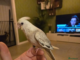 Cockatiels birds for sale - Advert 1