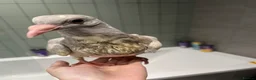 Pigeons birds for sale: Hand feed pet pigeons  - Advert 2