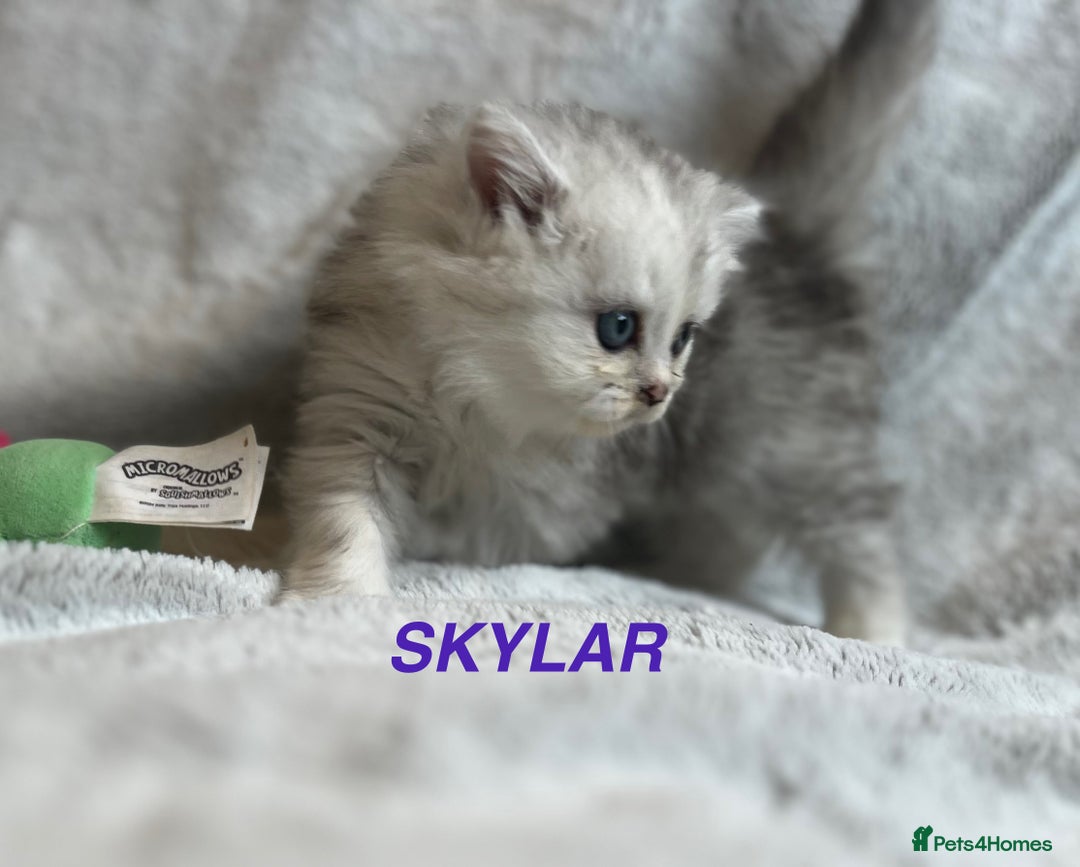 Persian cats for sale: **LAST ONE** Stunning pure Persian Kittens PKD Neg - Image 24