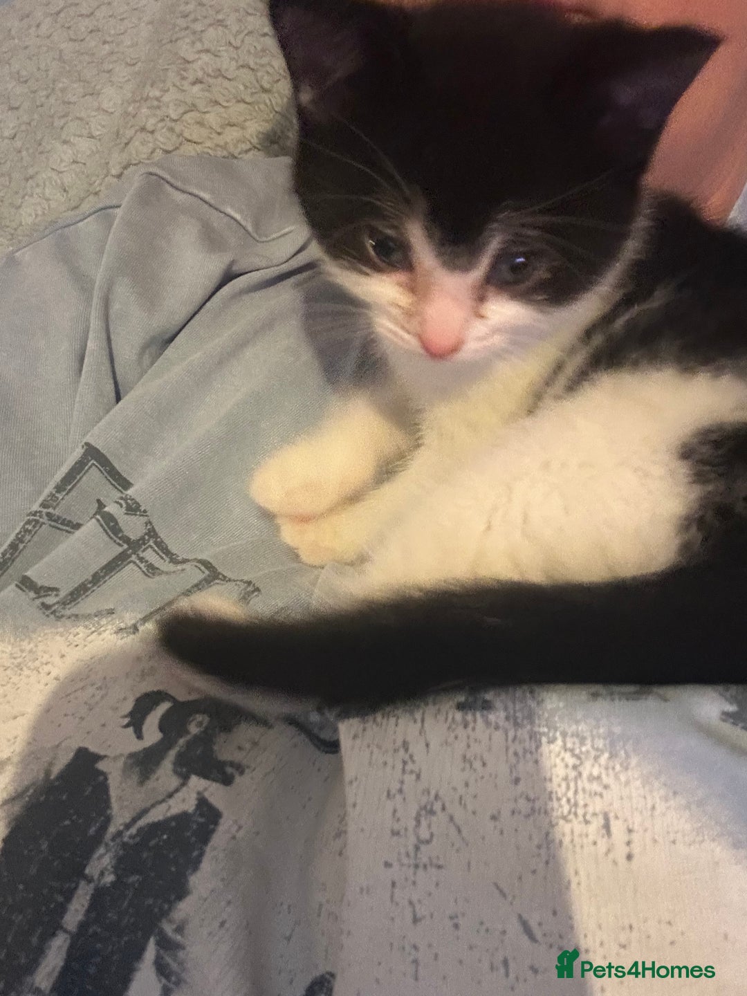 Mixed Breed cats for sale: Kitten for sale - Image 14