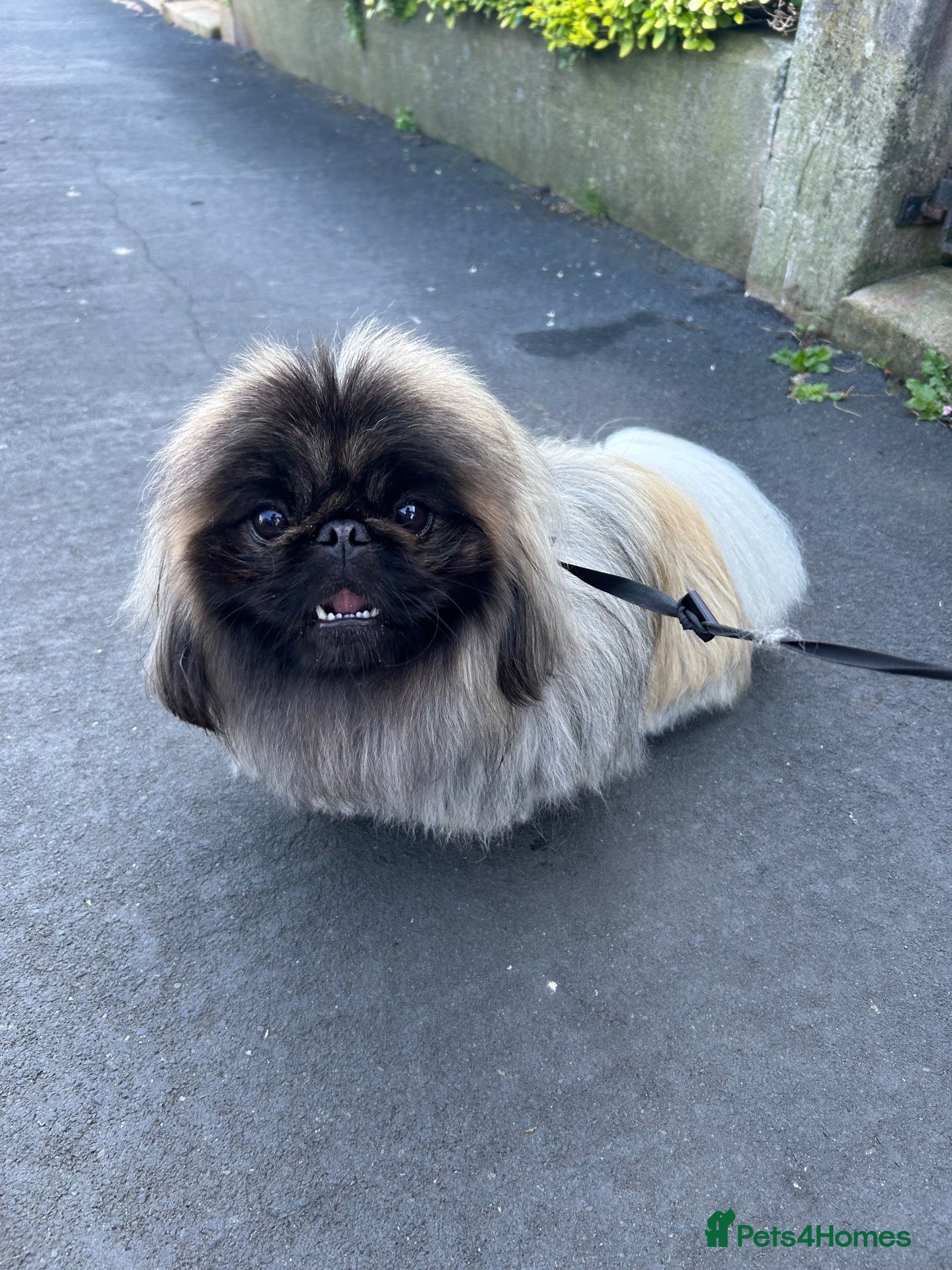 Pekingese dogs KC registered Pekingese for Stud (Not for sale) - Advert 2
