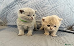British Shorthair cats for sale: gorgeous gccf pedigree British short hair kittens - Image 8