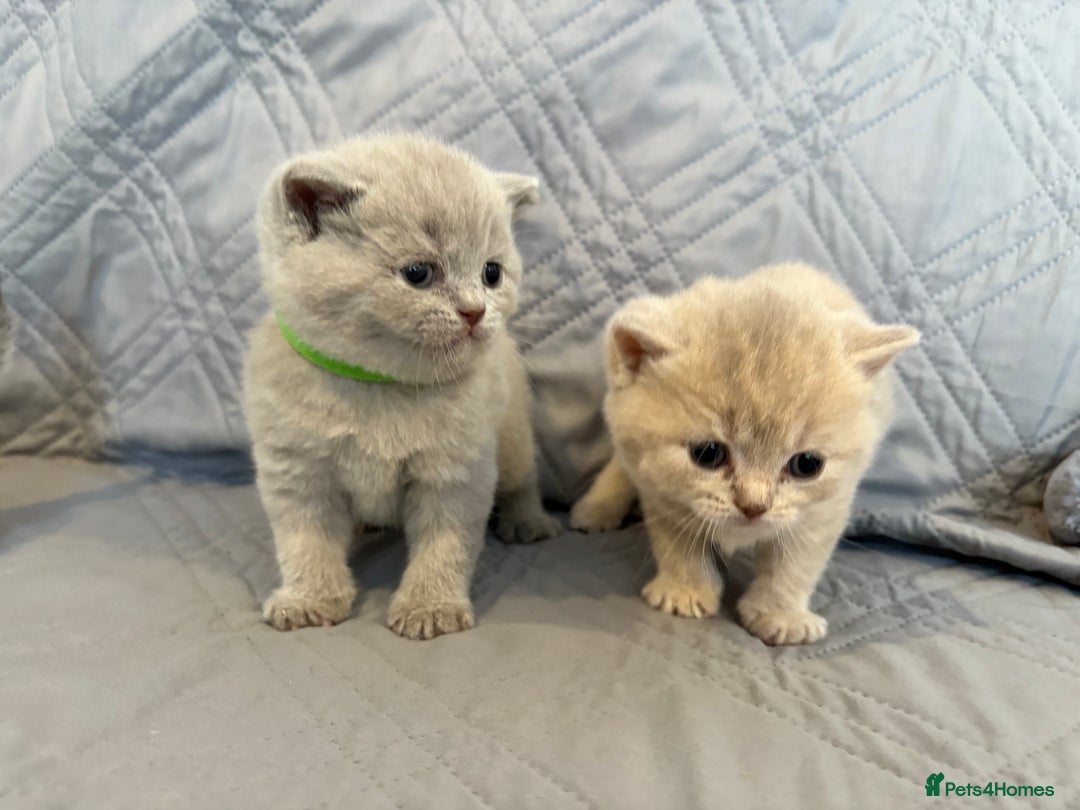 British Shorthair cats for sale: gorgeous gccf pedigree British short hair kittens - Image 8