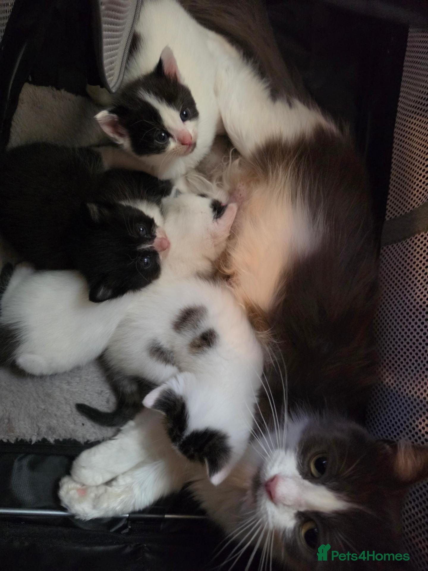 Mixed Breed cats for sale: 3 girl kitties available  - Advert 2