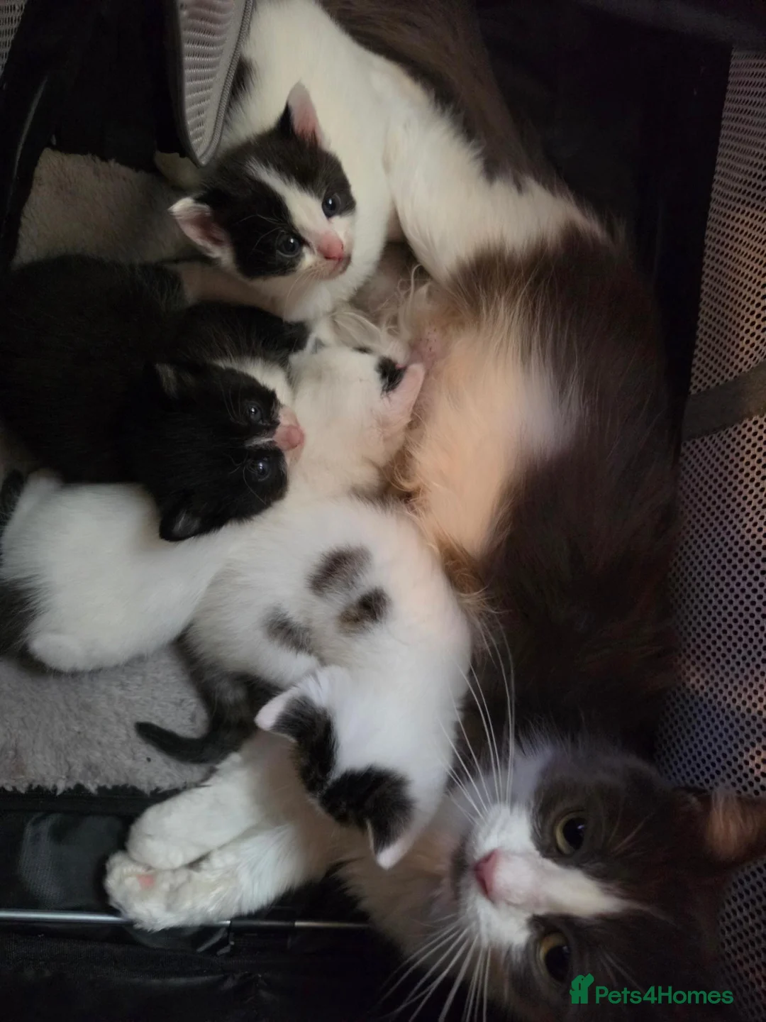 Mixed Breed cats for sale: 3 girl kitties available  in Smethwick - Advert 1