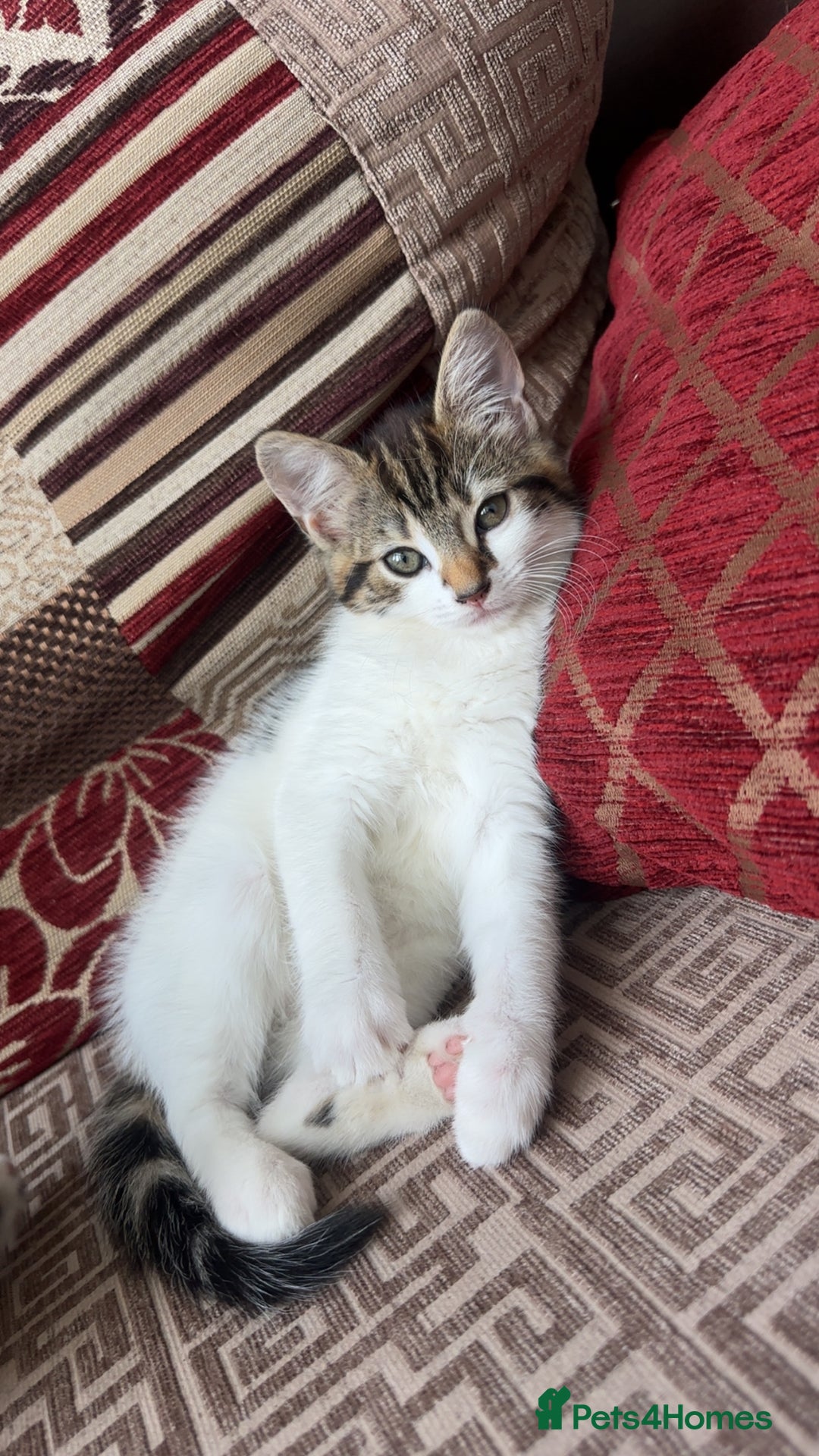 Mixed Breed cats for sale: FEMALE KITTEN READY TO COLLECT  - Image 3