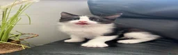 Ragdoll cats for sale: Beautiful Ragdoll X - Advert 4