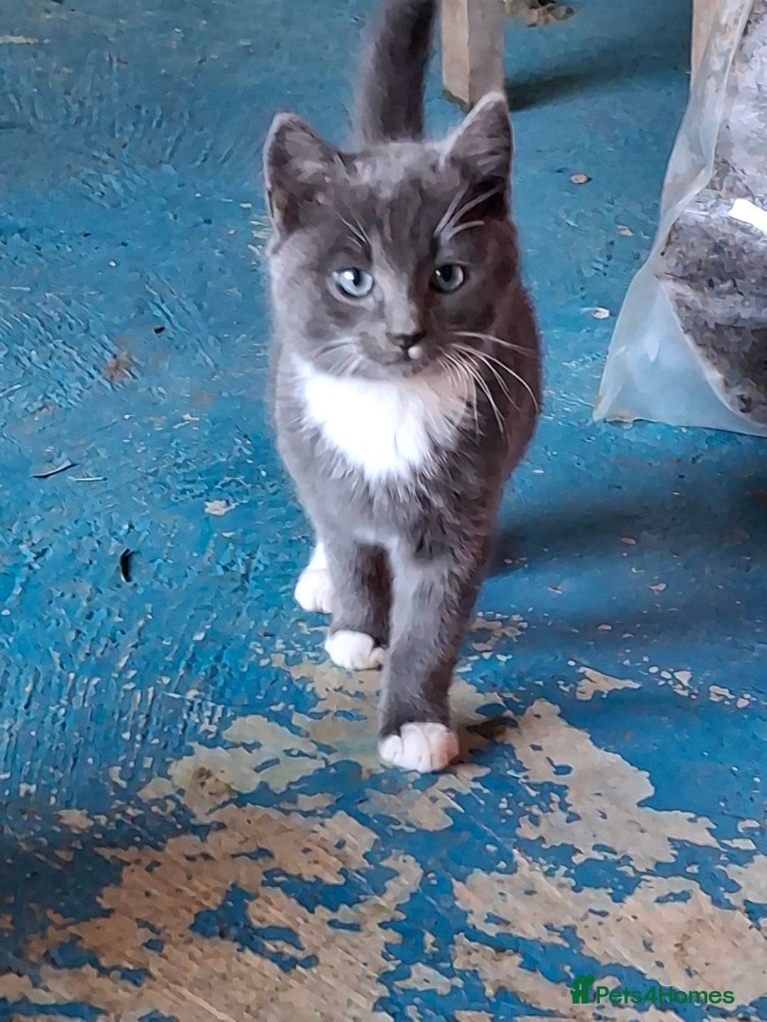 Mixed Breed cats for sale: Grey kittens  - Advert 10