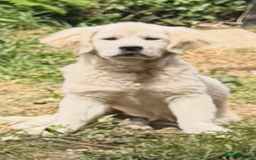 Golden Retriever dogs for sale: Fluffy, teddy bear, Kc Reg Golden Retriever Boy - Image 4