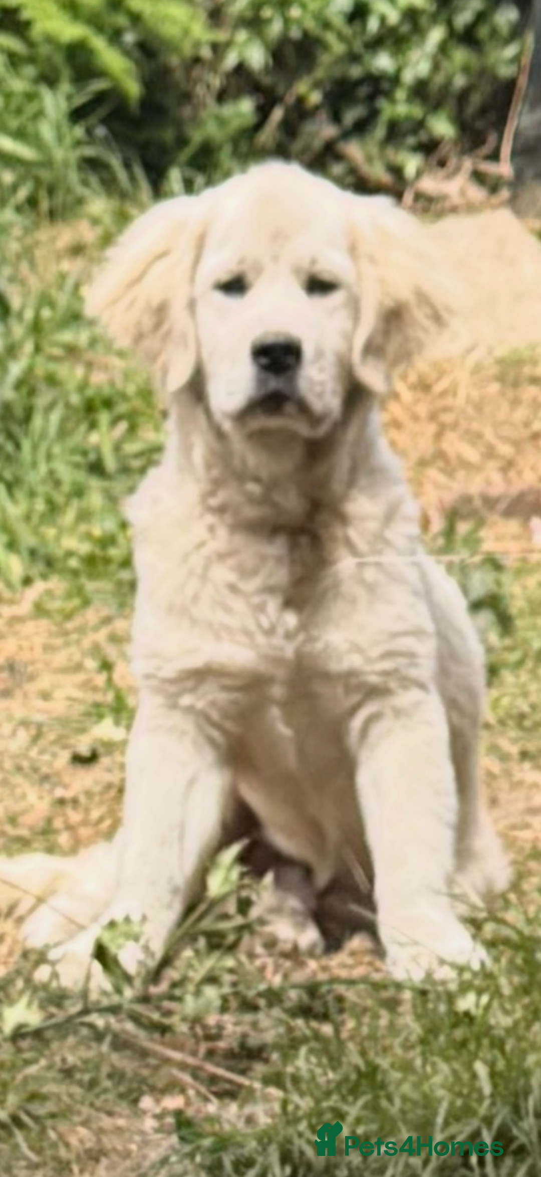 Golden Retriever dogs for sale: Fluffy, teddy bear, Kc Reg Golden Retriever Boy - Image 4
