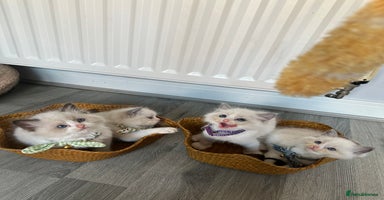Ragdoll cats - Advert 16